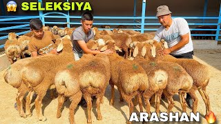 🚨 1 MLDAN ARZONIGA! 😱 BOBURDAN ASL ARASHAN QO‘ZILAR KELDI! SHOSHILING! 🐑💥