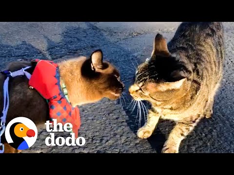 Video: Ką mes darome dėl meilės: „Mano katės turi savo vežimėlius“