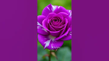 کاش که کبوتر میبودم 