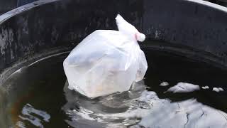 Acclimating Your New Koi Or Goldfish Wealth