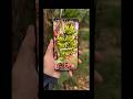 Using Remy to educate my friends in the north about what banana trees look like.