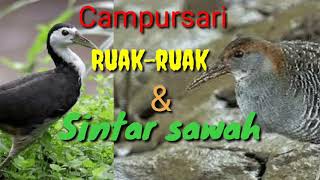 Suara pikat burung malam Antara Ruak-ruak & sintar sawah