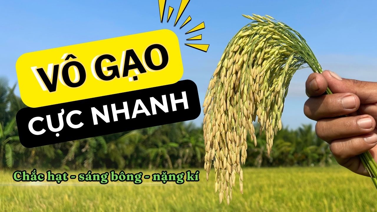 Năng Suất Vượt Trội: Cách Giúp Lúa Chắc Hạt, Sáng Bóng với 