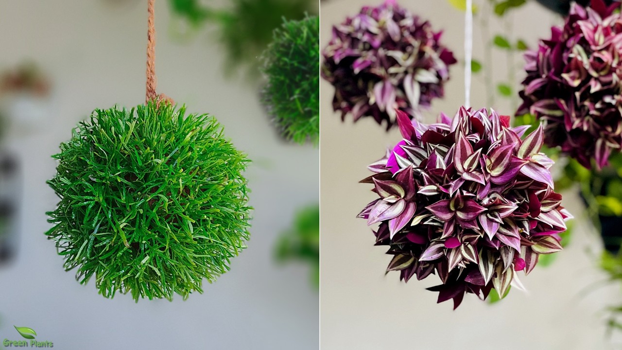 The Art of Living Spheres:Crafting Breathtaking Plant Balls | Grow Plants Without Pots//GREEN PLANTS