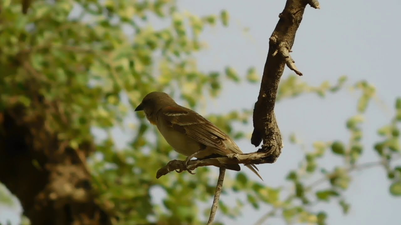 yellow-throated sparrow or chestnut shouldered petronia song 