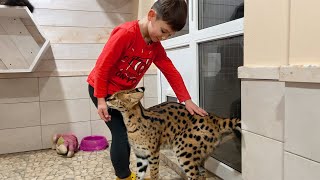SERVAL MET MY BROTHER / Melissa and kittens came out of quarantine / Glasha became very affectionate