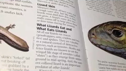 Lizards of missouri intro