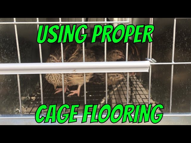 Using Proper Flooring For Your Quail Cages class=