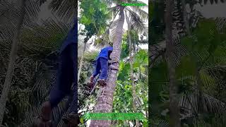 You Won't Believe How Fast This Device : Why Every Coconut Farmer Needs This Genius Climbing Machine