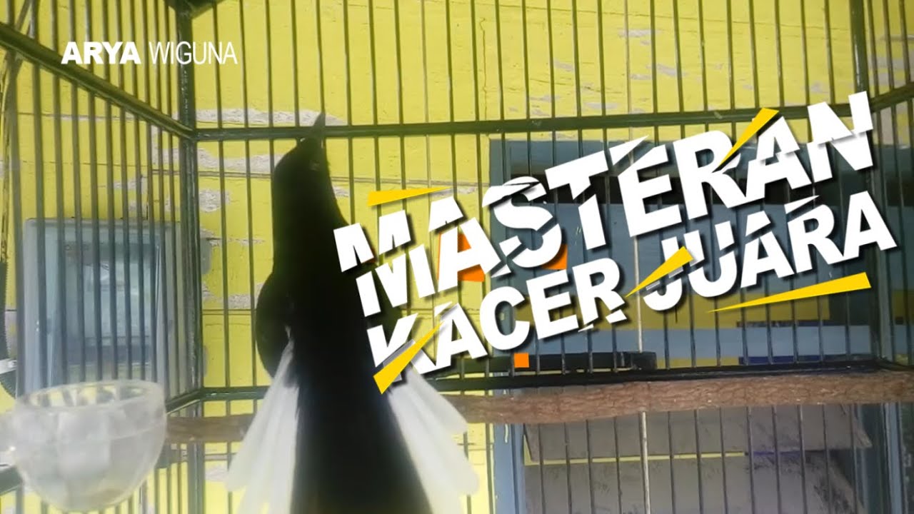 Masteran CEPAT buat Kacer MACET BUNYI BISU, jadi NYAUT LANGSUNG GACOR KACERNYA, KACER GACOR JAWARA