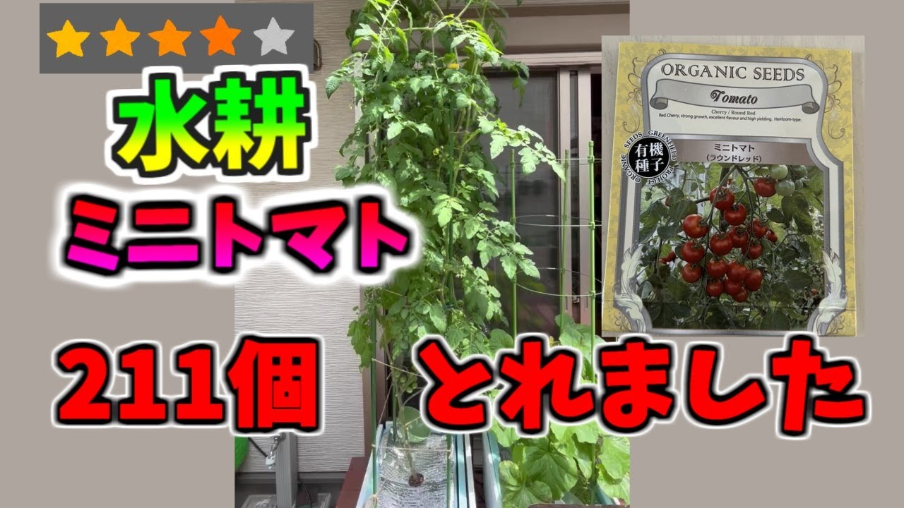 先手必勝！酷暑には水耕栽培。ミニトマト1.5ヶ月で211個とれました。＃水耕栽培#家庭菜園 #ミニトマト