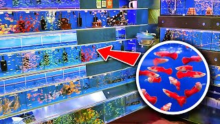 MILLIONS of Fish at China Aquarium Market 2023