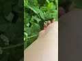 幸運のおすそ分け。夢の島公園で四葉のクローバーを見つけました。 Sharing Good Luck: I found a four-leaf clover at Yumenoshima Park.