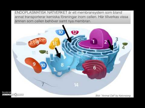Video: Vilka är delarna av djurcellen och deras funktioner?