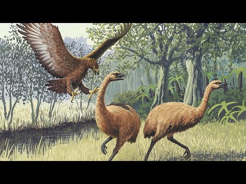 700 წლის წინ გადაშენებული ფრინველი, რომლის  ბრჭყალიც აღმოაჩინეს არქეოლოგებმა