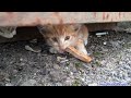 ガリガリのチビ野良猫が勝手に敷地内に入ってきたからこうしてやった！！