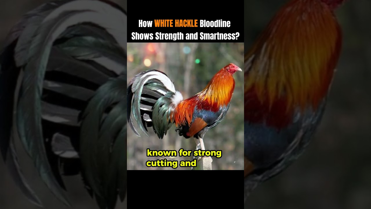 How WHITE HACKLE Gamefowl Bloodline Shows Strength and Smartness?