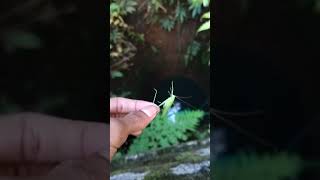 Kerala Snake Head Fish