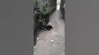 Kepergok Lagi Wik Wik di Gang