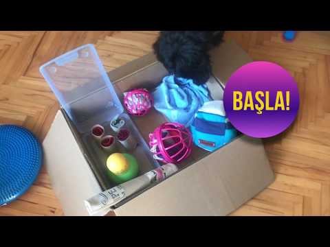 Köpekler İçin Ev Yapımı Oyunlar | Homemade Nosework Games for Pets