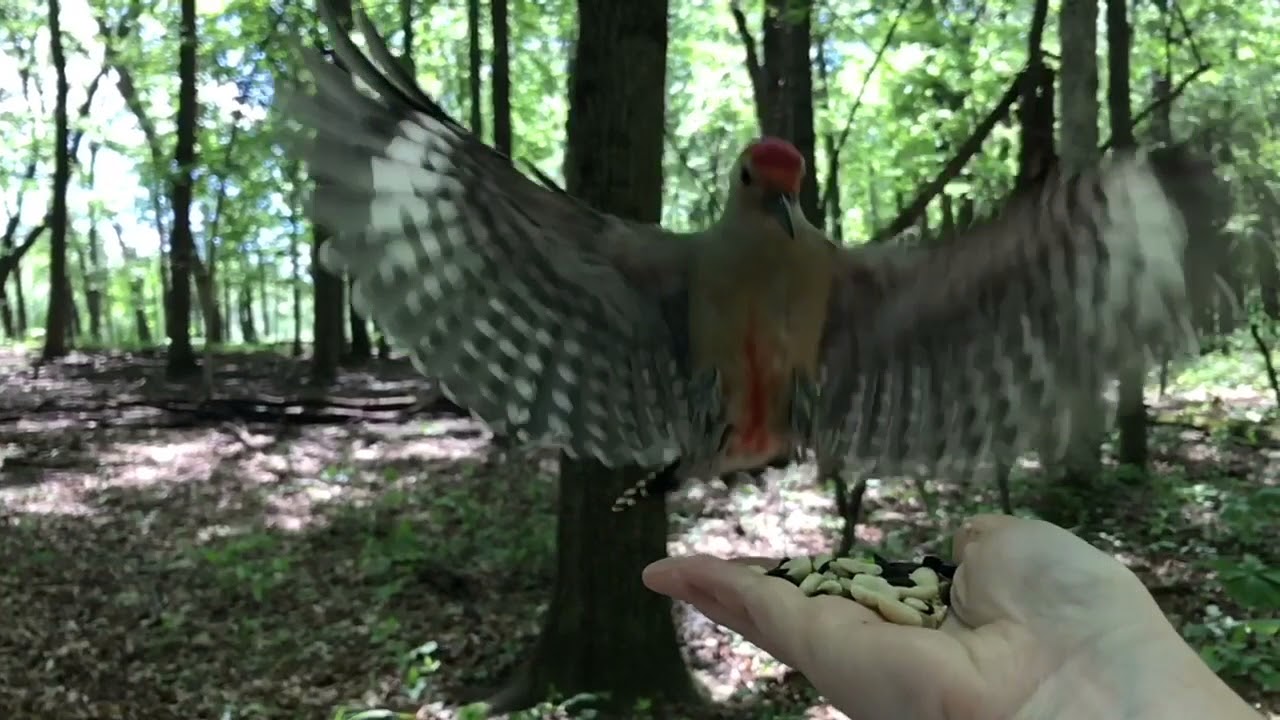 Red bellied Woodpecker Feeds From Hand YouTube red-bellied-woodpecker-feeds-from-hand-youtube