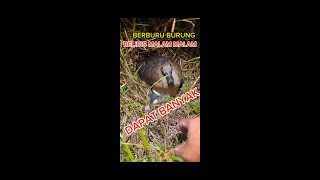 BERBURU BURUNG BELIBIS MALAM MALAM DAPAT BANYAK #finishing69 #shorts #burung #petualangan