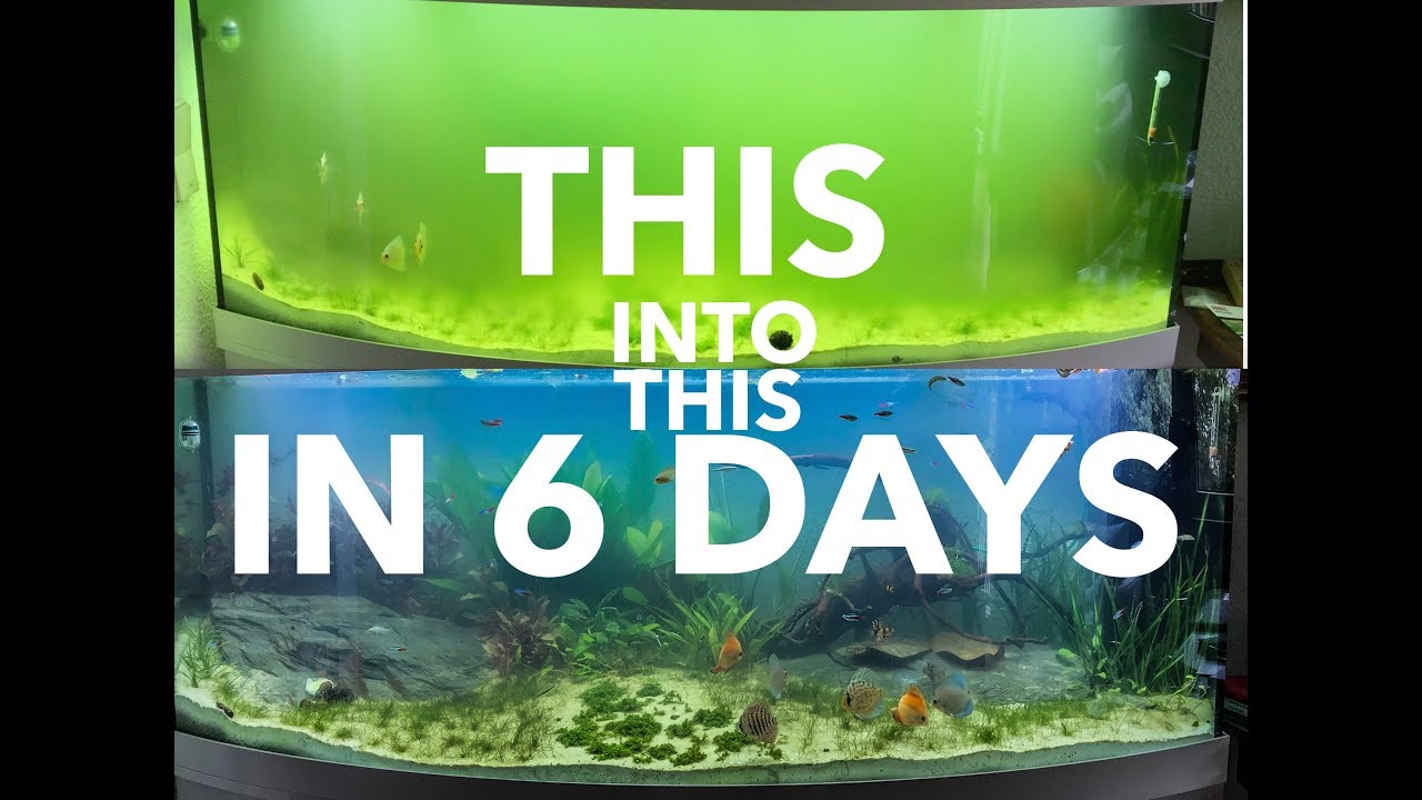 HOW TO SOLVE ALGAE PROBLEM AND GREEN WATER IN 6 DAYS - YouTube