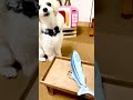 【犬の定食屋さん２】サーラのお店はお時間のある時に来てくださぁいw #shorts #ペット #犬 #おしゃべりペット #食事