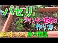 【パセリ】　プランター栽培の　作り方　22/6/2