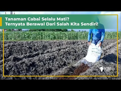 Video: Apakah mengolah tanah dalam barisan?