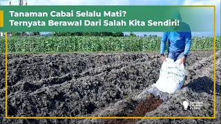 PENGOLAHAN TANAH TANAMAN CABAI | PEMBUATAN BEDENGAN | PART 1