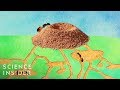 Whats inside an anthill