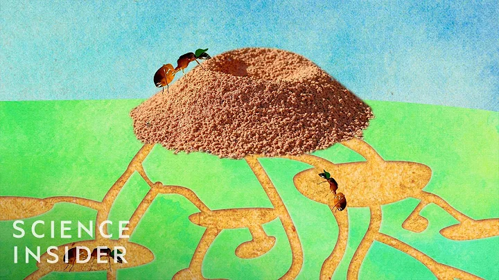 What's Inside An Anthill? - DayDayNews