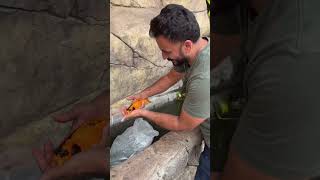 Koi #petstationkannur