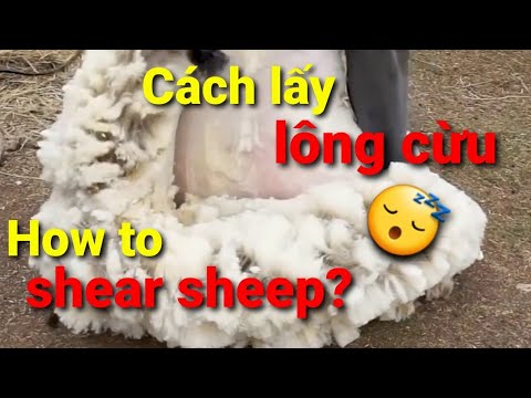 Cận cảnh lấy