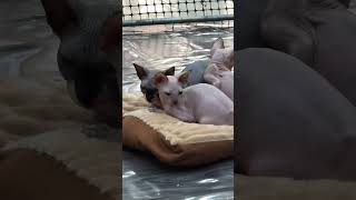 Sphynx cats at Sutera Mall 😱🤩 #fun #happy #funny #viral #cat #pets #malaysia #skin #warmup #wow