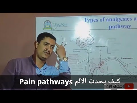 pain pathway كيف يحدث الألم