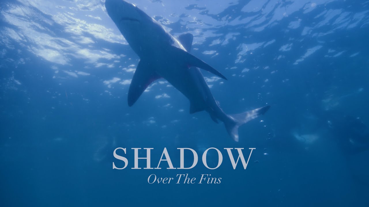 Shadow Over The Fins - A Project Paradise Film