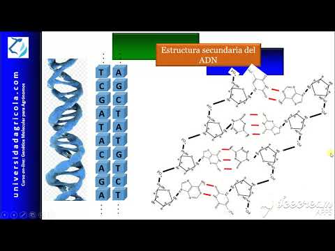 Video: ¿Qué es la estructura secundaria del ADN?