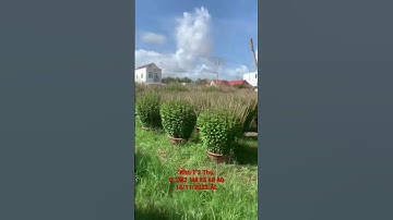 Cung Cấp Hoa Cúc Đại Đoá Tết 2023 Khu T 2 Thọ 15/11 ÂL D 1M2 1M 85 60 40 CÔNG TY CP HOA CÚC A NHÀN