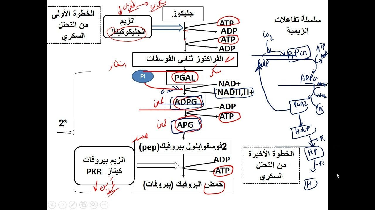العرض السابع كيف تتذكر مخطط التحلل السكري مع افكار لتمارين الانزيمات