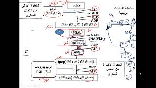 العرض السابع كيف تتذكر مخطط التحلل السكري مع افكار لتمارين الانزيمات