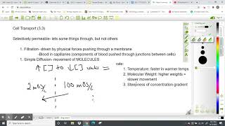 BIO 137: Cell Transport