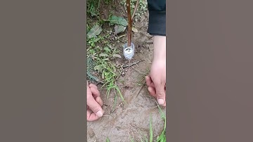 BẪY CHIM, GÀ RỪNG THÔNG MINH - NHẠY GẤP 10 LẦN. Công nghệ lẫy siêu nhạy – Chim vào là dính ngay