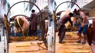 LIVE UNLOADING OF HIPPO FROM MARYAM CATTLE FARM❤️