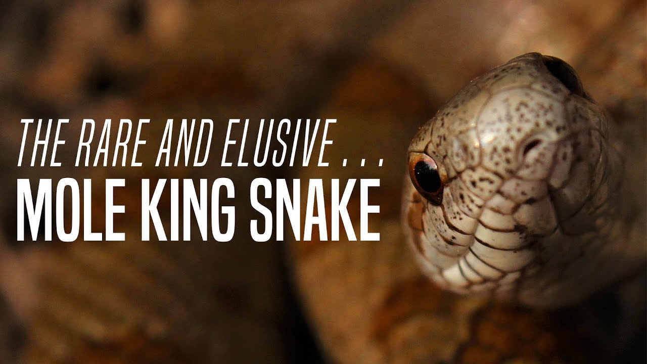 experience regina RARE MOLE KING SNAKE