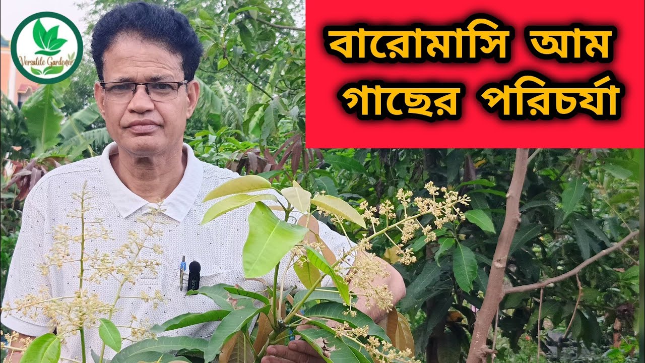 টবে ও মাটিতে বারোমাসি আম গাছের পরিচর্যা করুন এই ভাবে||All time Mango||কাটিমন আম