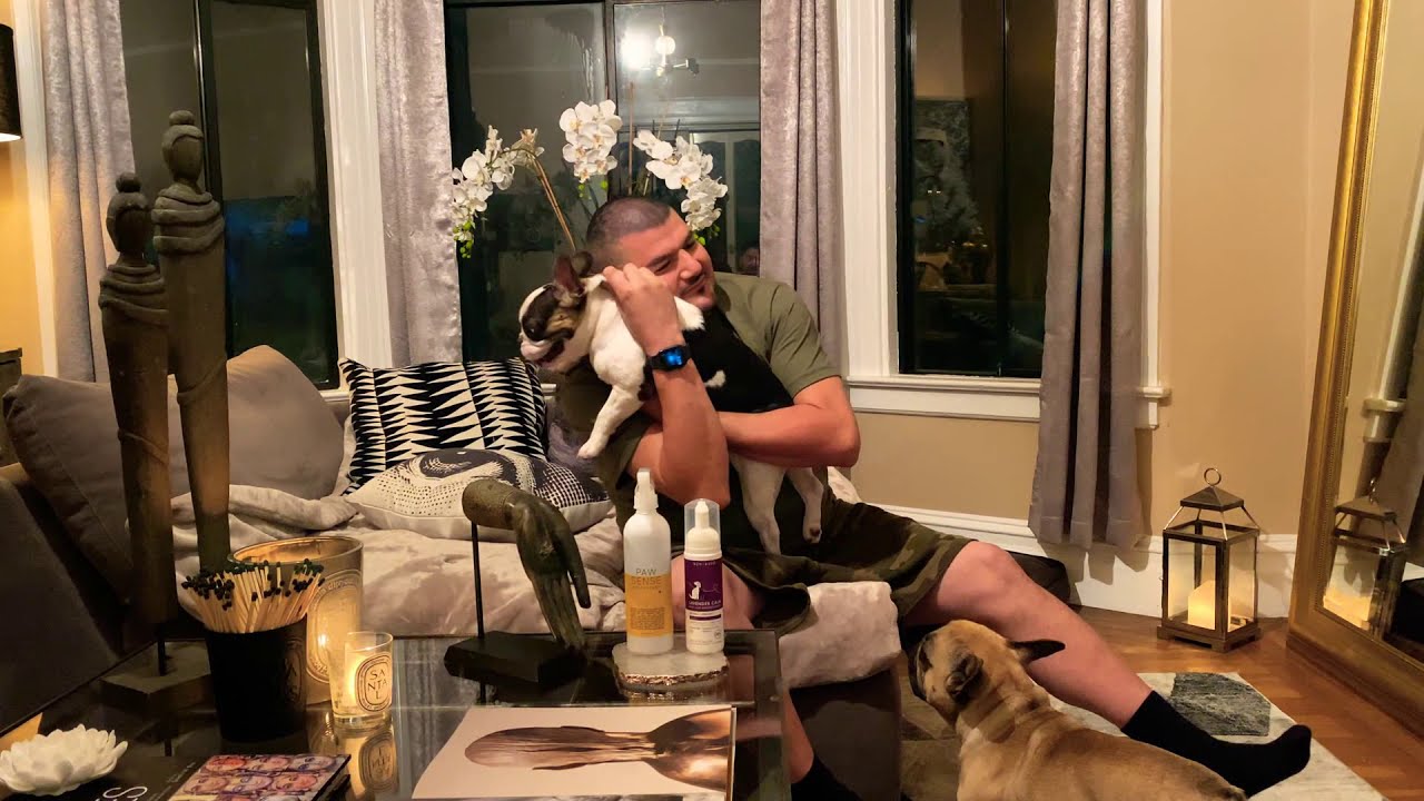 BEST DRY SHAMPOO FOR FRENCH BULLDOGS YouTube