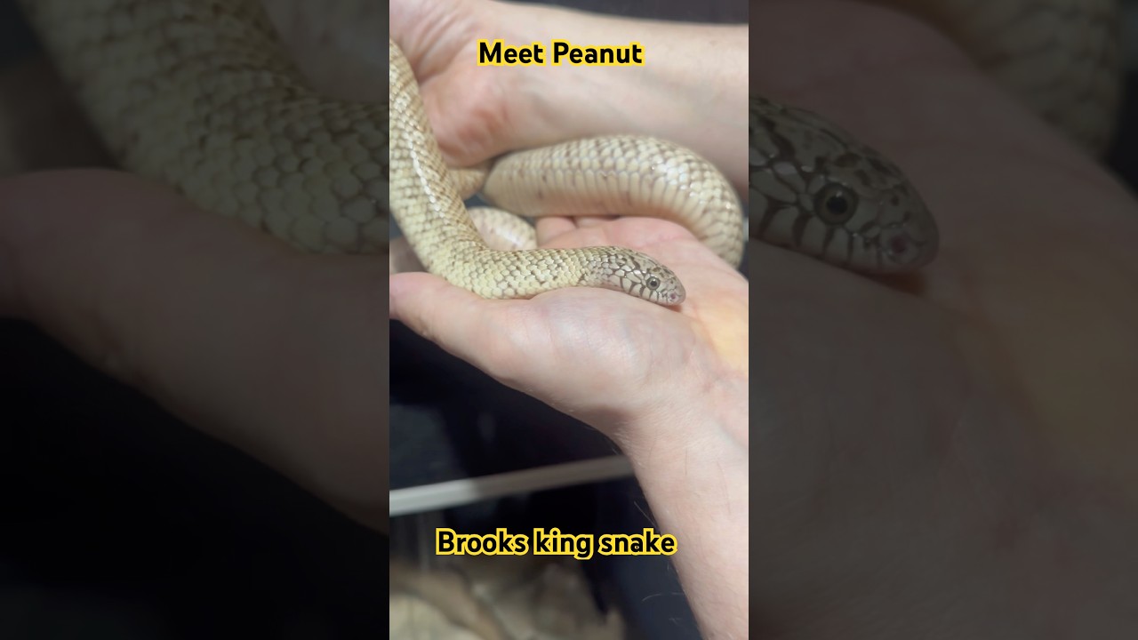 Пинат, наш королевский змей Брукс, как бы мы хотели, чтобы все королевские змеи были такими, как ...