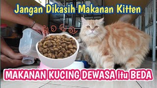 CAN ADULT CATS EAT KITTEN FOOD???